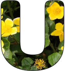 Deko-Buchstaben-Blumen_U.jpg